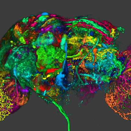 Designed especially for neurobiologists, FluoRender is an interactive tool for multi-channel fluorescence microscopy data visualization and analysis.